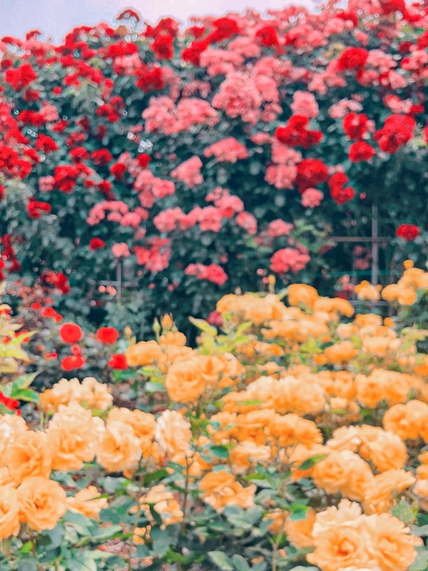 Million Rose Garden in Bucheon (백만송이장미원), Bucheon, Korea