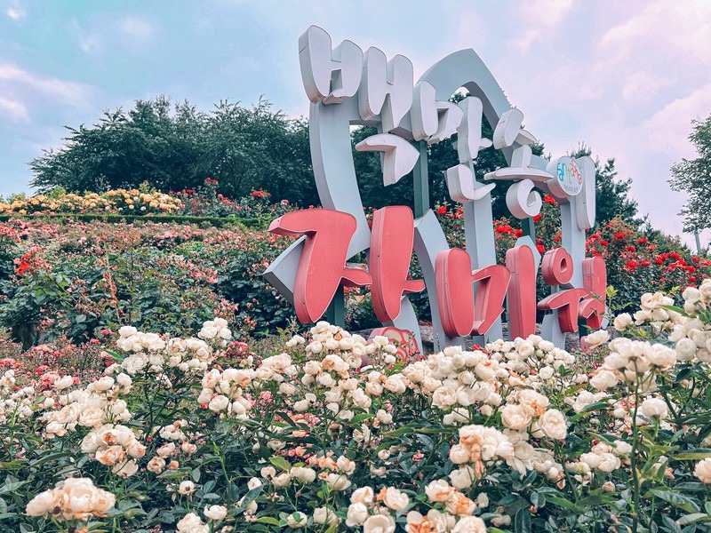 Million Rose Garden in Bucheon (백만송이장미원), Bucheon, Korea