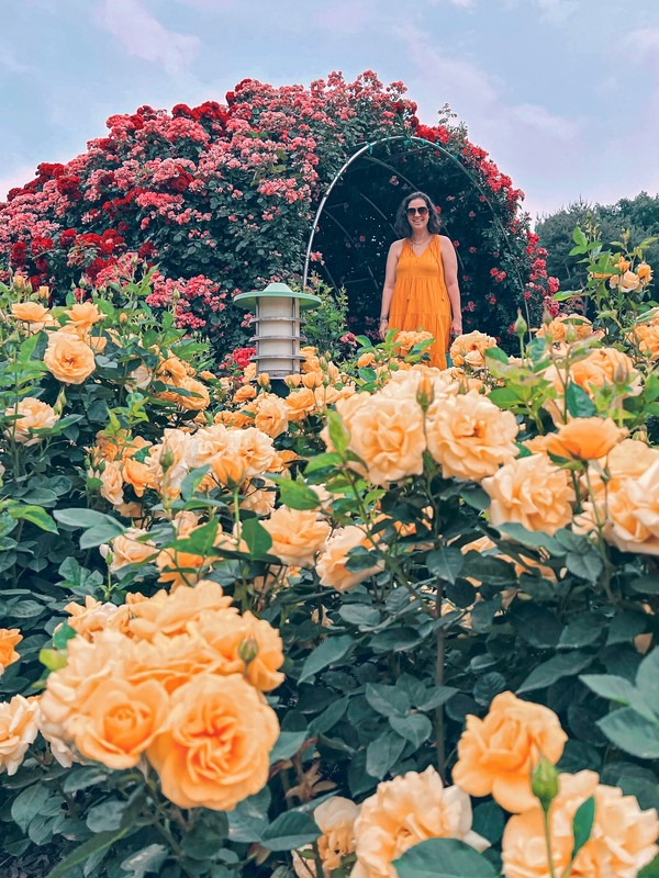 Million Rose Garden in Bucheon (백만송이장미원), Bucheon, Korea