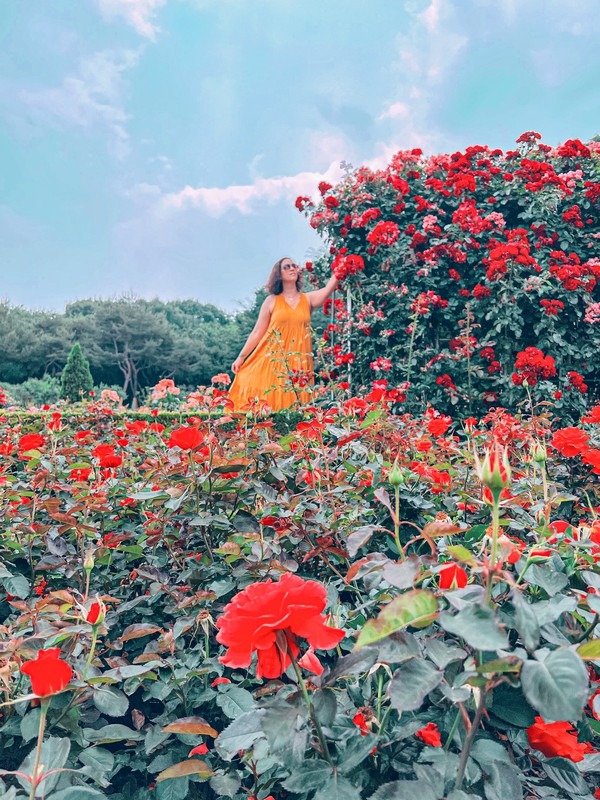 Million Rose Garden in Bucheon (백만송이장미원), Bucheon, Korea