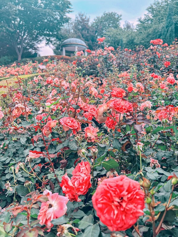 Million Rose Garden in Bucheon (백만송이장미원), Bucheon, Korea