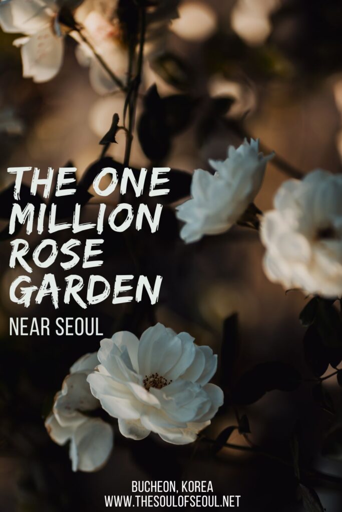 The One Million Rose Garden To See Near Seoul: Visit the Million Rose Garden in Bucheon, Korea just south of Seoul this summer to see a gorgeous display of flowers. It will stun you.