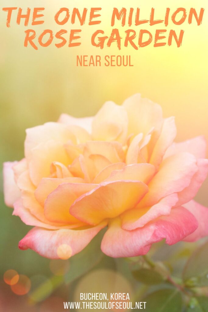 The One Million Rose Garden To See Near Seoul: Visit the Million Rose Garden in Bucheon, Korea just south of Seoul this summer to see a gorgeous display of flowers. It will stun you.