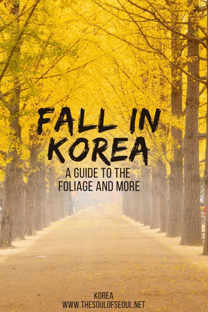 A Guide to Fall In Korea: Foliage and More: Get ready for fall in Korea. From when to expect peak foliage to flower spots, the weather and more. Have an amazing trip to Korea this autumn.