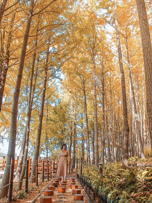 Ginkgo trees, Seaside Park, Incheon, Korea