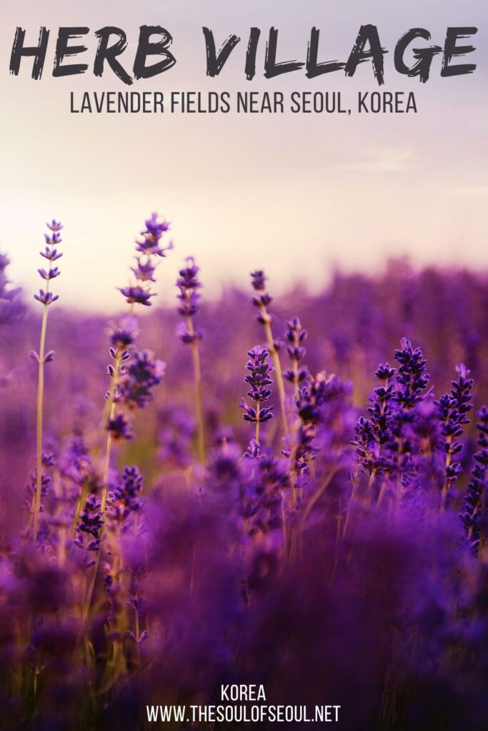 Herb Village: Lavender Fields & Waterfalls Near Seoul: Herb Village is a beautiful flower garden located north of Seoul in South Korea that features a lavender field in the summer, a greenhouse and views of the Imjin River. It's a great day trip from Seoul to enjoy flowers.