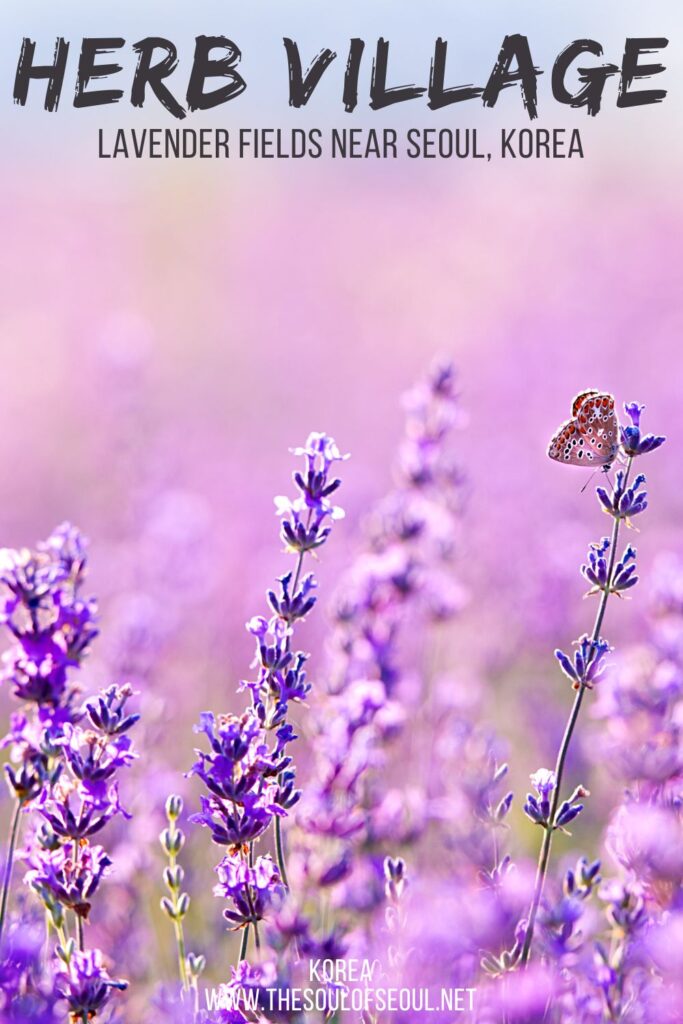 Herb Village: Lavender Fields & Waterfalls Near Seoul: Herb Village is a beautiful flower garden located north of Seoul in South Korea that features a lavender field in the summer, a greenhouse and views of the Imjin River. It's a great day trip from Seoul to enjoy flowers.