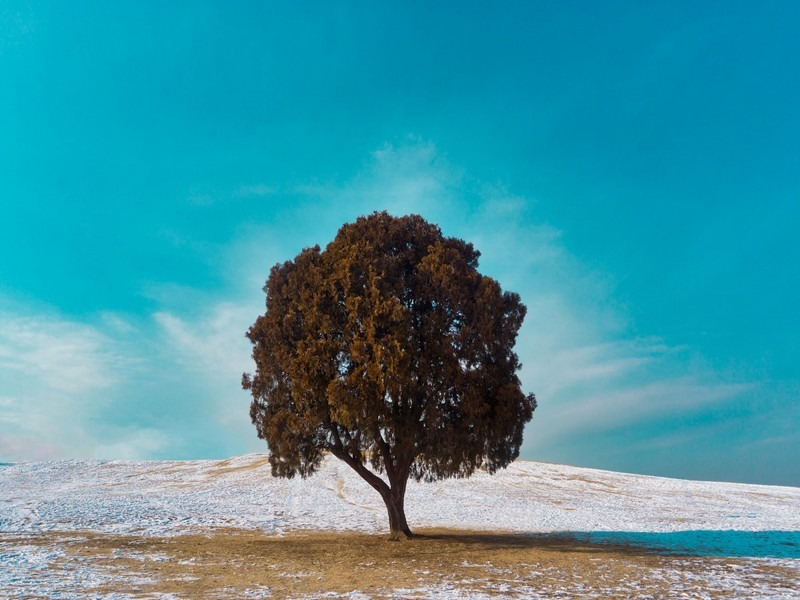 One Tree Hill, Olympic Park, Jamsil, Seoul, Korea