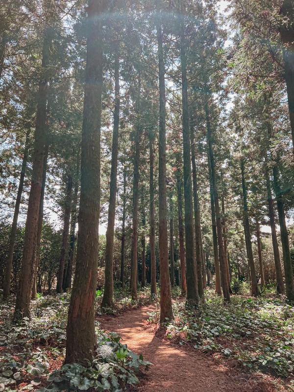 Snoopy Garden, Jeju Island, Korea