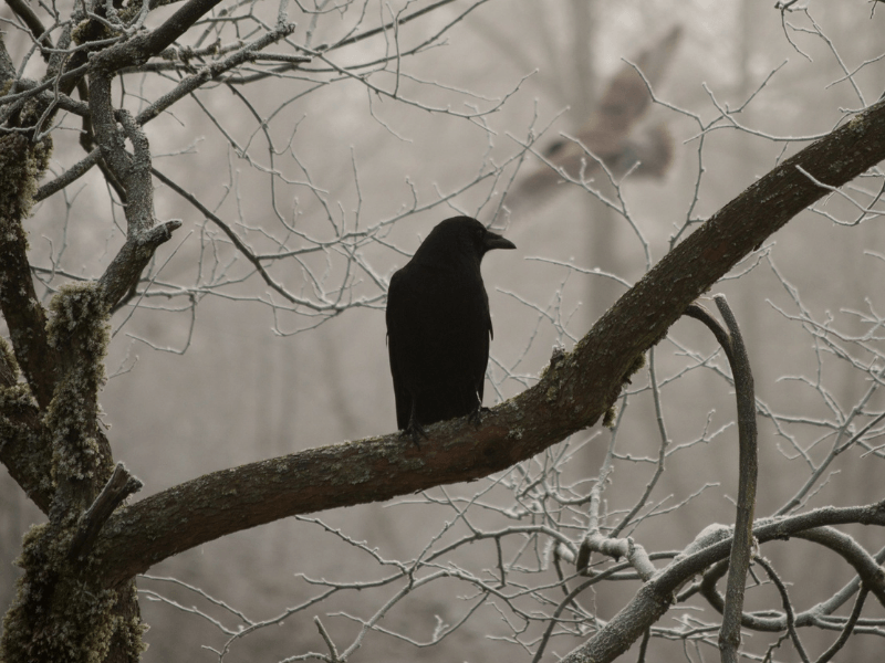 Korean superstitions, crow