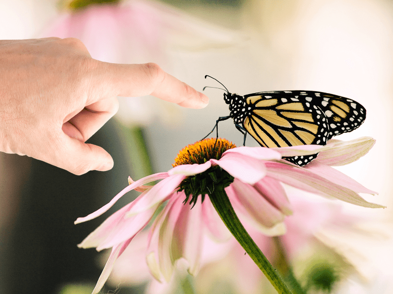 Korean superstitions, butterfly