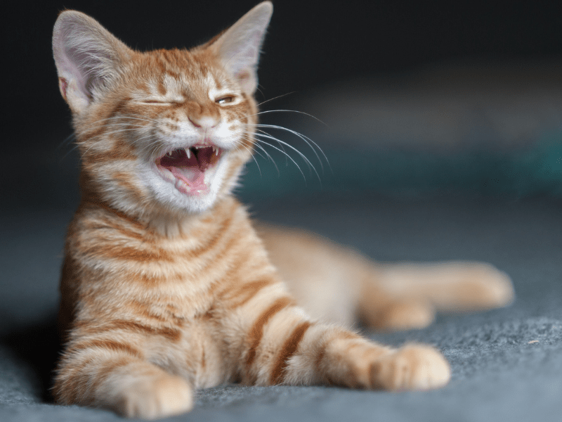 funny cat, laughing cat