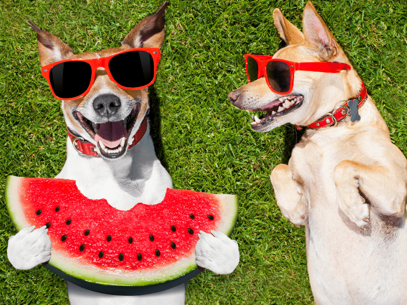 watermelon, funny dogs