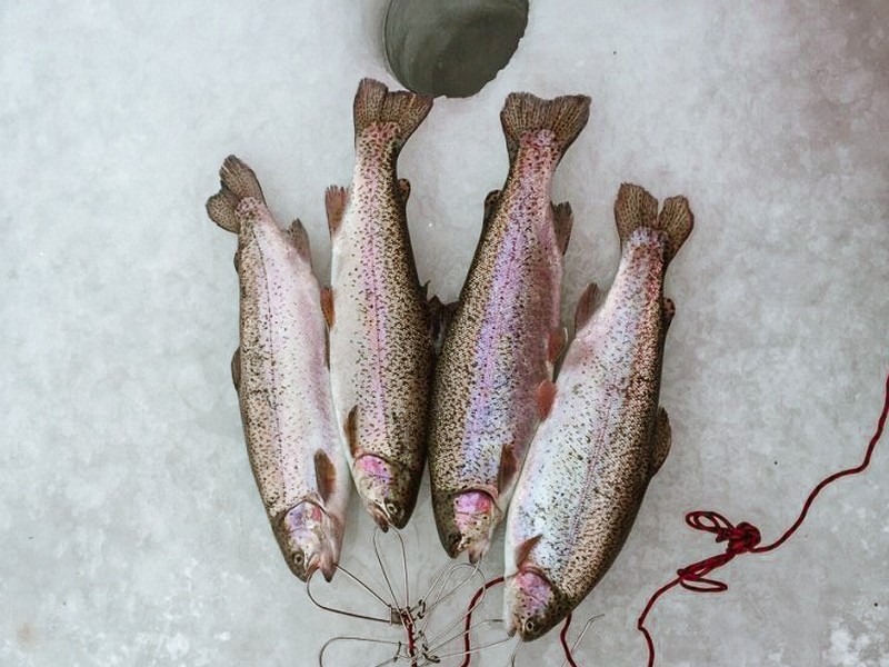 Ice Fishing Festival, Korea