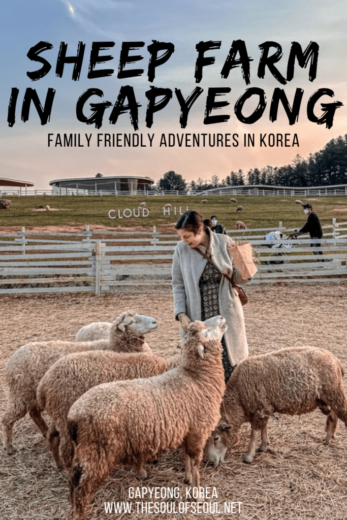 How To Visit A Sheep Farm in Gapyeong at Cloud Hill: There are some beautiful farms in Korea and this sheep farm in Gapyeong is a great one to visit to get out of Seoul, breathe in some air, and feed sheep.