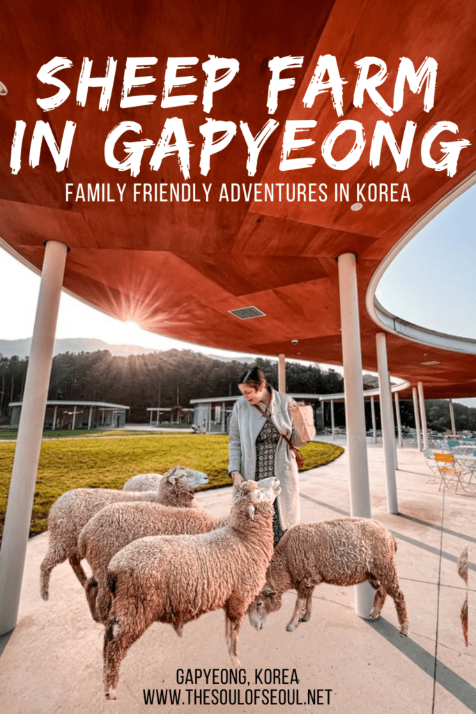 How To Visit A Sheep Farm in Gapyeong at Cloud Hill: There are some beautiful farms in Korea and this sheep farm in Gapyeong is a great one to visit to get out of Seoul, breathe in some air, and feed sheep.