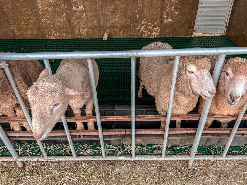 Gapyeong Sheep Farm (가평양떼목장), Gapyeong, Gyeonggi-do, Korea