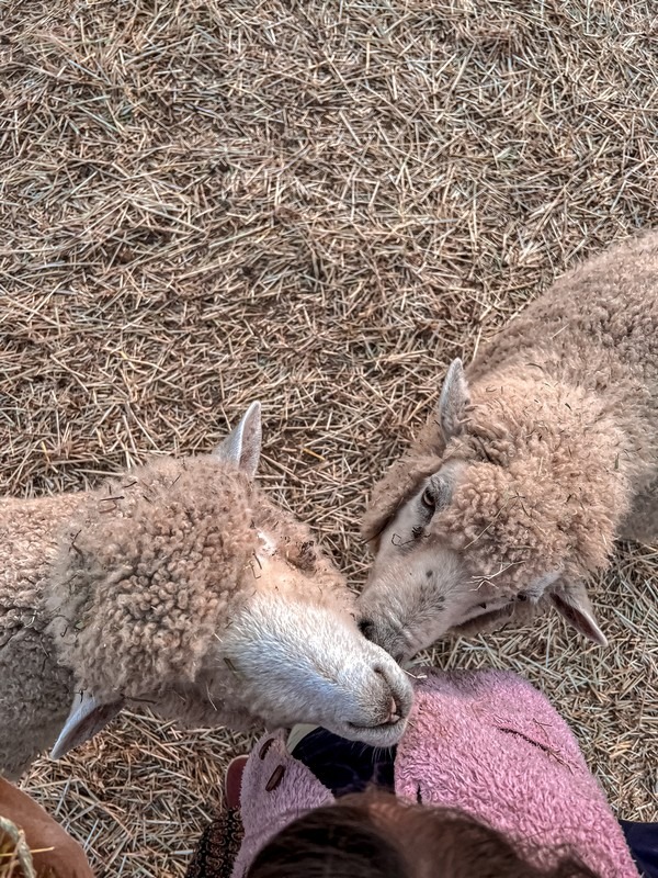 Gapyeong Sheep Farm (가평양떼목장), Gapyeong, Gyeonggi-do, Korea