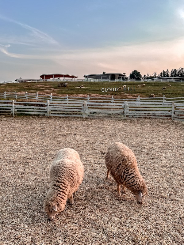 Gapyeong Sheep Farm (가평양떼목장), Gapyeong, Gyeonggi-do, Korea