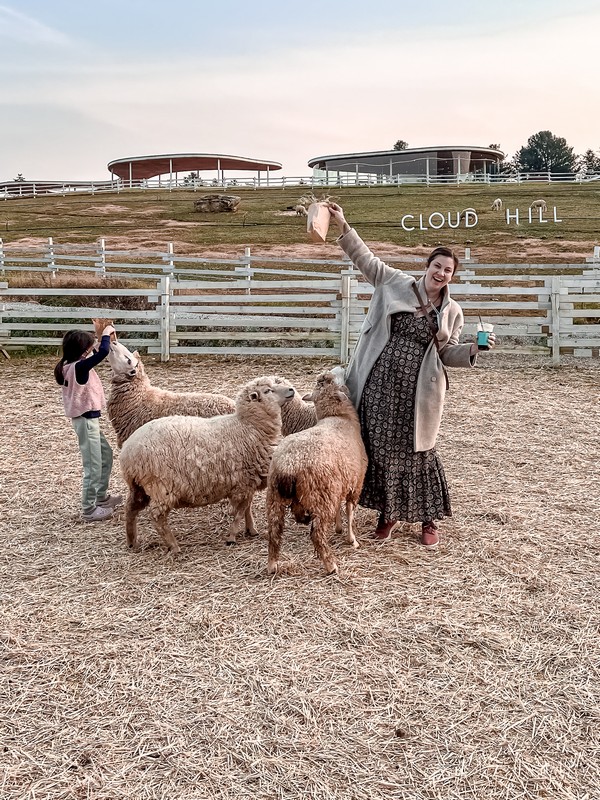 Gapyeong Sheep Farm (가평양떼목장), Gapyeong, Gyeonggi-do, Korea