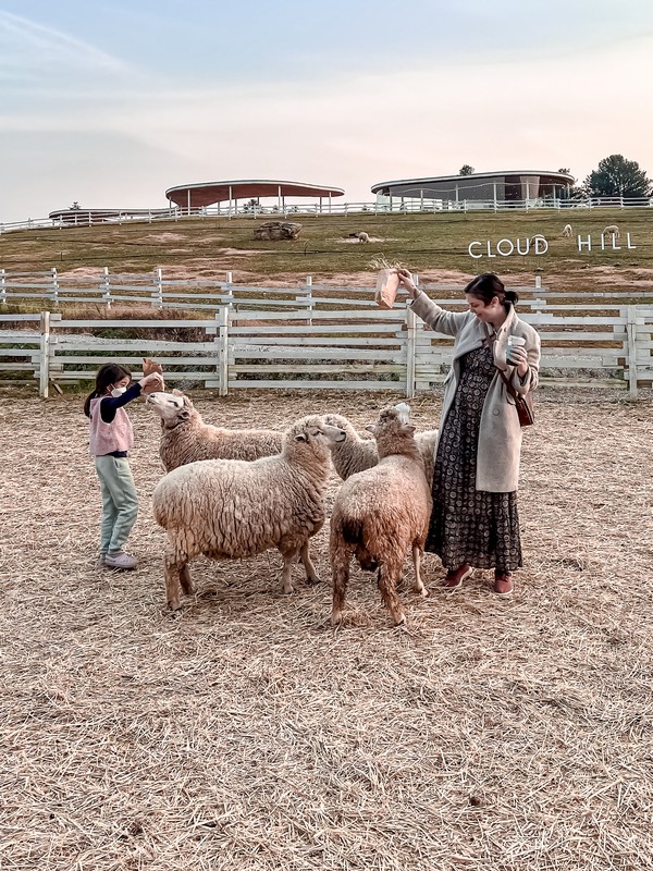 Gapyeong Sheep Farm (가평양떼목장), Gapyeong, Gyeonggi-do, Korea