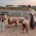 Gapyeong Sheep Farm (가평양떼목장), Gapyeong, Gyeonggi-do, Korea