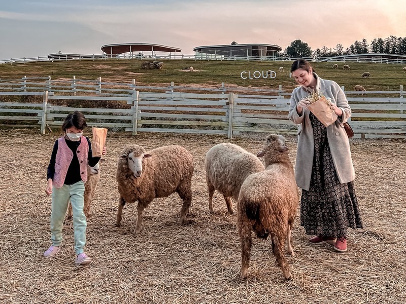 Gapyeong Sheep Farm (가평양떼목장), Gapyeong, Gyeonggi-do, Korea