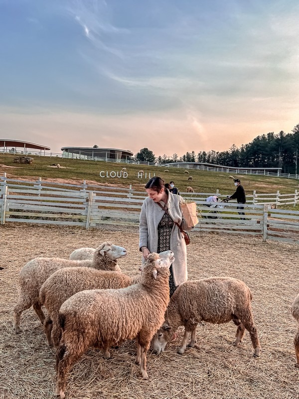 Gapyeong Sheep Farm (가평양떼목장), Gapyeong, Gyeonggi-do, Korea