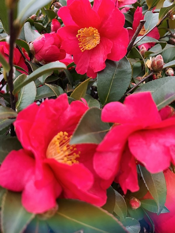 camellia flowers, Korea