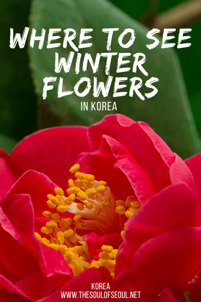 A Guide To Korea's Winter Bloom: Where To See Camellias: Winter in Korea can be cold and dreary, but it can also feature vibrant red blooms. Did you know there are camellia flowers in Korea?