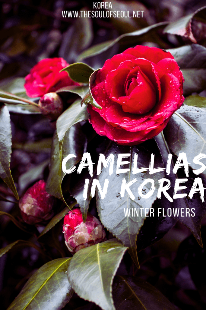 A Guide To Korea's Winter Bloom: Where To See Camellias: Winter in Korea can be cold and dreary, but it can also feature vibrant red blooms. Did you know there are camellia flowers in Korea?