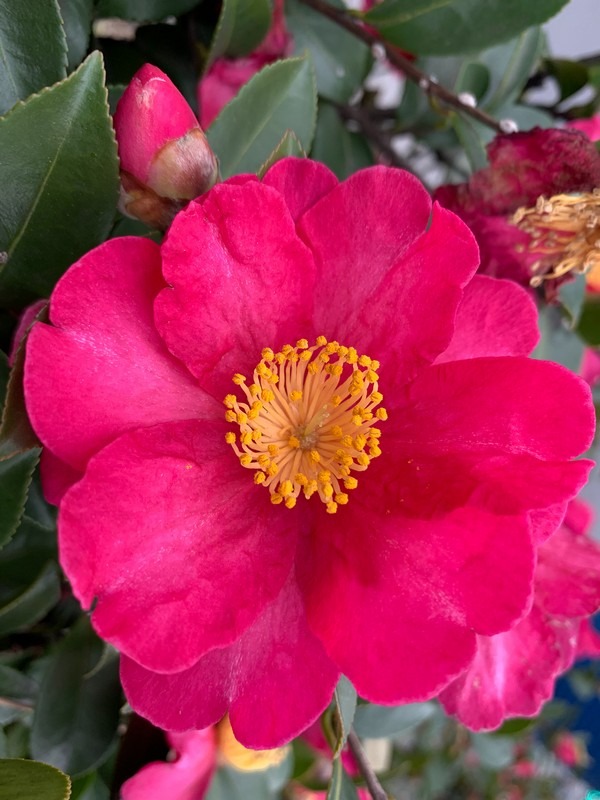 camellia flowers, Korea