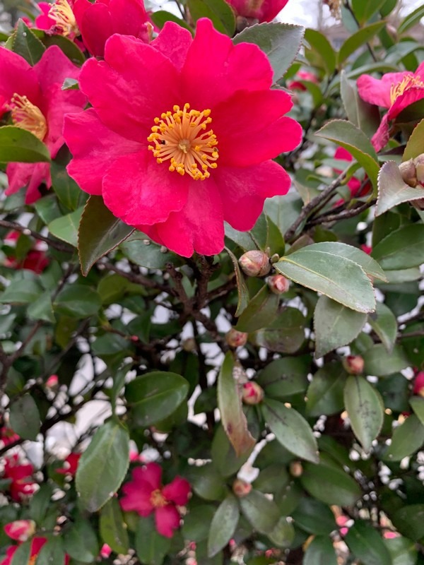 camellia flowers, Korea