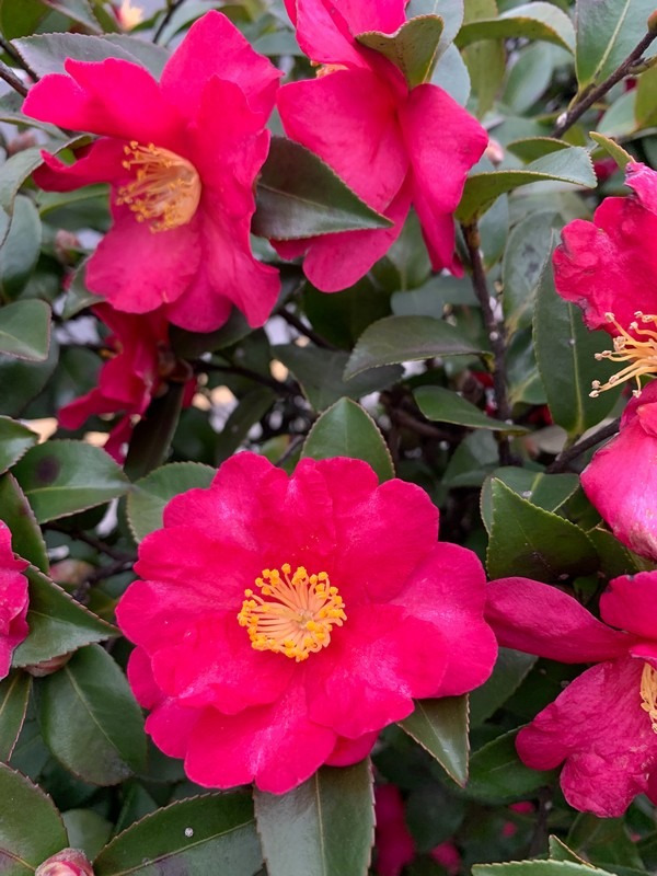 camellia flowers, Korea