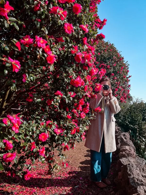 Dongbaek Forest (동백포레스트), Namwon-eup, Seogwipo-si, Jeju-do, Korea; camellia flowers