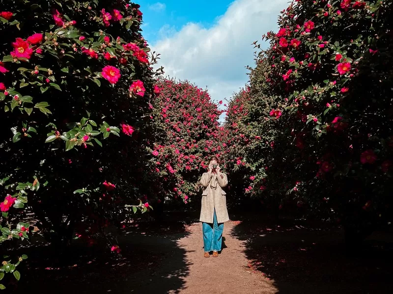 Dongbaek Forest (동백포레스트), Namwon-eup, Seogwipo-si, Jeju-do, Korea; camellia flowers