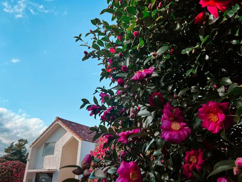 Dongbaek Forest (동백포레스트), Namwon-eup, Seogwipo-si, Jeju-do, Korea; camellia flowers