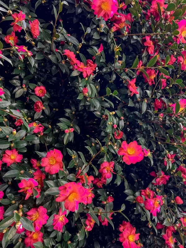 Jeju Camellia Arboretum (동백수목원), Seogwipo-si, Jeju-do, Korea; camellia flowers