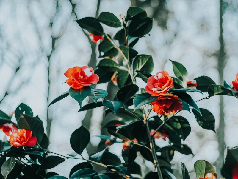 camellia flowers, Korea