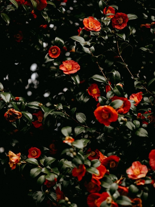 camellia flowers, Korea