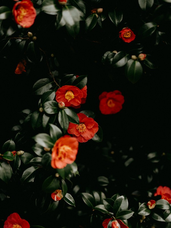 camellia flowers, Korea