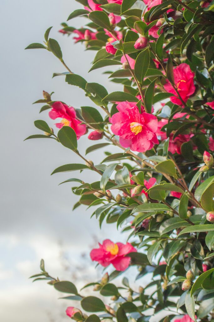 camellia flowers, Korea