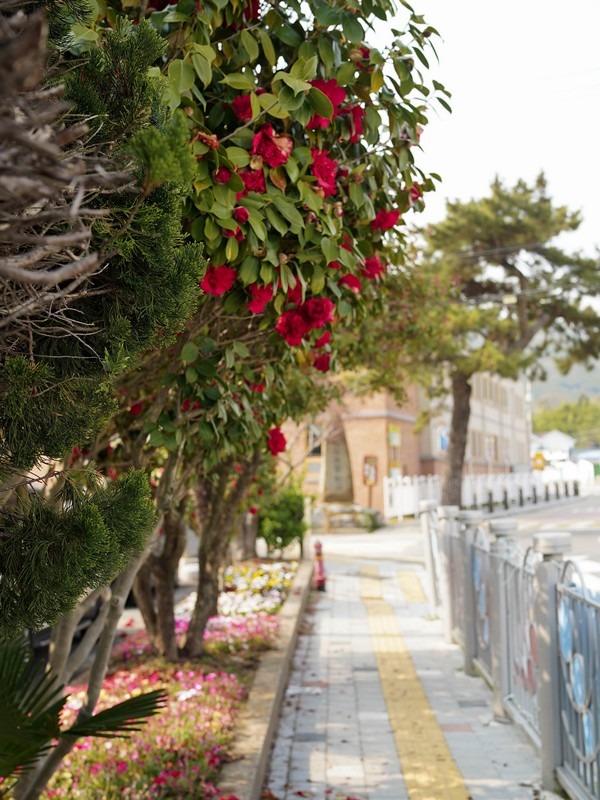 camellia flowers, Korea