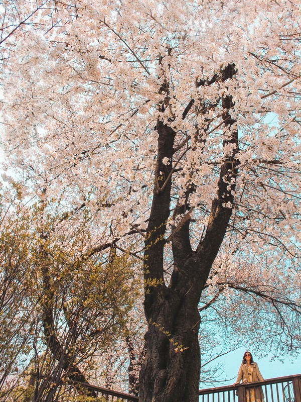 Dream Forest (북서울 꿈의숲), Gangbuk-gu, Seoul, Korea