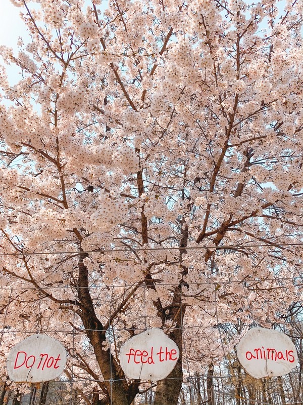 Dream Forest (북서울 꿈의숲), Gangbuk-gu, Seoul, Korea