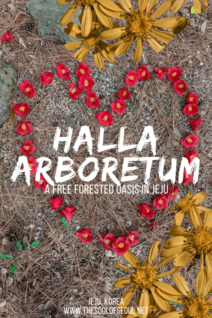 Halla Arboretum Is A Free Forested Oasis In The Middle Of Jeju City: The Halla Arboretum is a beautiful forested garden in Jeju City near Jeju Airport. Overlooked by tourists, it's peaceful, calm, and full of nature.