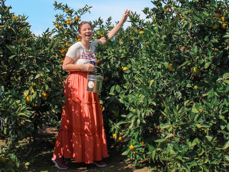 Jeju, Korea: tangering picking, Hallabong picking