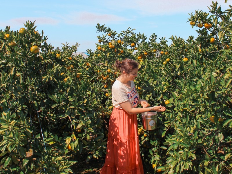 Jeju, Korea: tangering picking, Hallabong picking