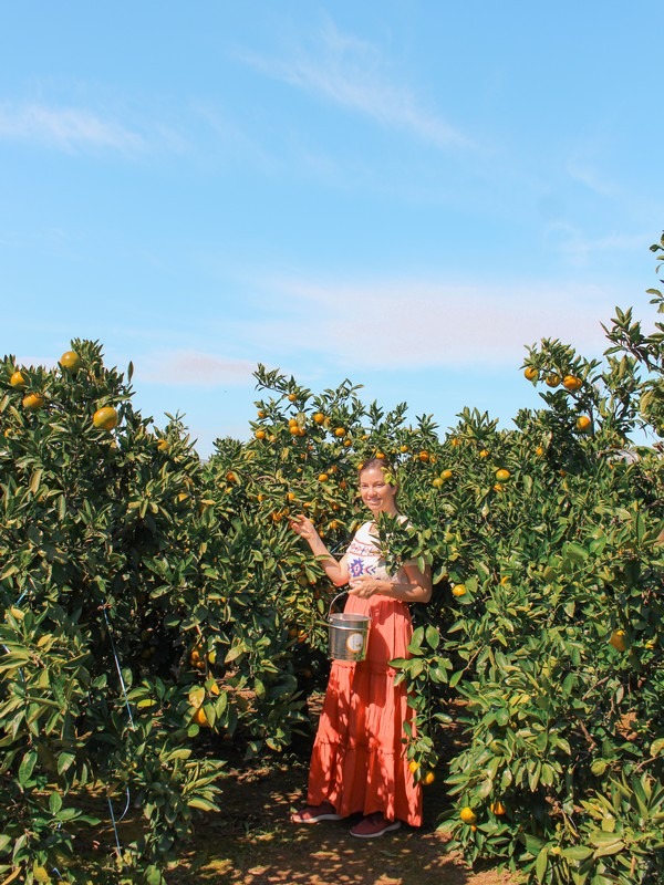 Jeju, Korea: tangering picking, Hallabong picking