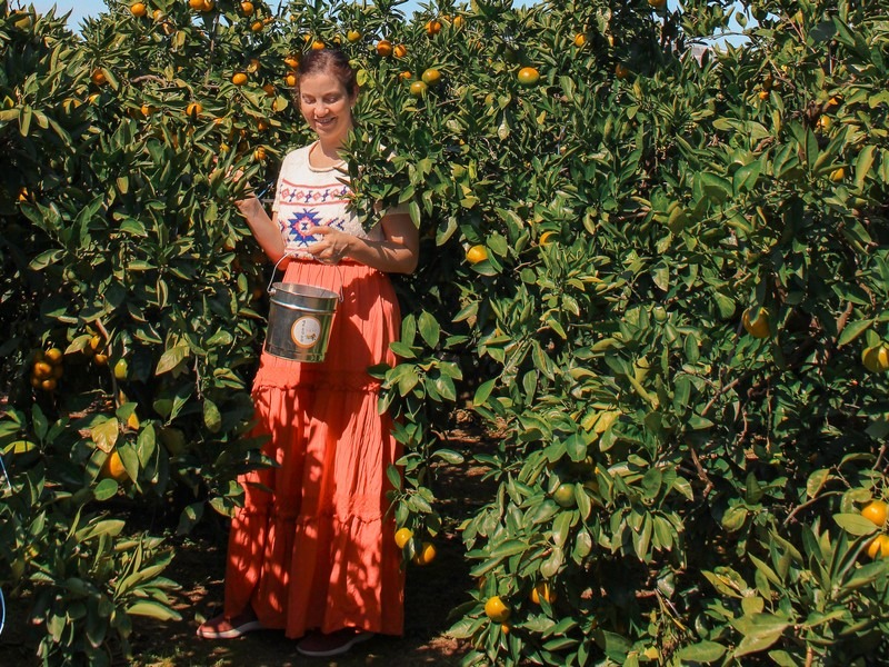 Jeju, Korea: tangering picking, Hallabong picking